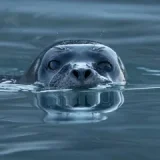 Spinning Seal FM