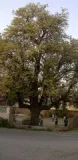 Chuharpur old